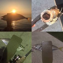 つ抜けアジング！