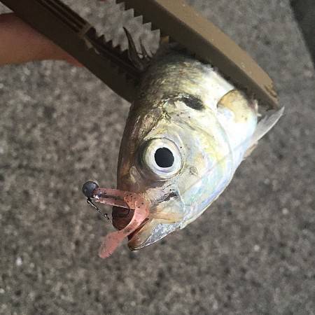 北風微風 アジング!