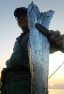 ケンサキ→タチウオ