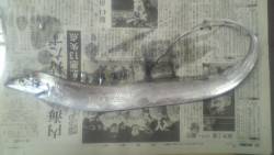 ２０ｃｍクラスの小鯵がベイトパターンで釣れる。