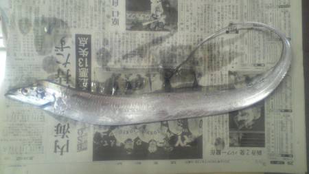 ２０ｃｍクラスの小鯵がベイトパターンで釣れる。