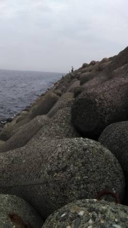 イワシつきシーバス