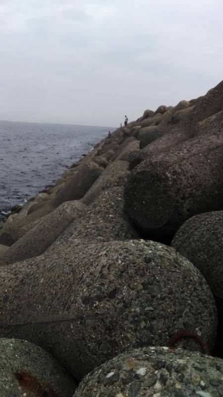 イワシつきシーバス