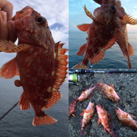 北港でタチウオ！