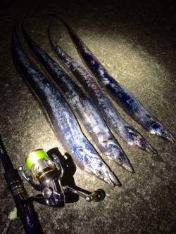 アコウとタッチ～～～