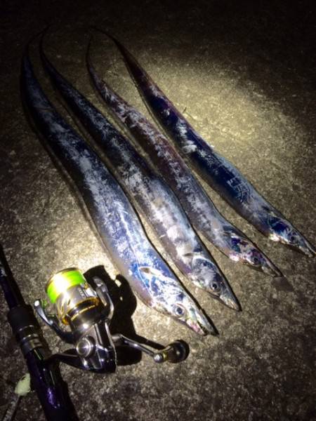 アコウとタッチ～～～