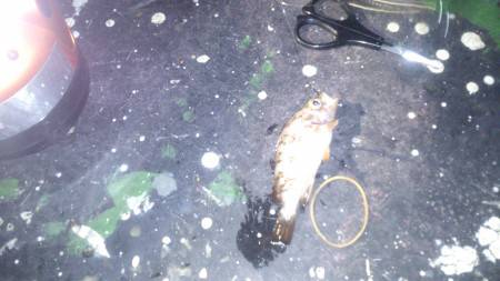 梅雨なので、雨が心配だったが晴れて良かった