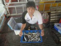 尼崎市立魚つり公園　アジ1000匹