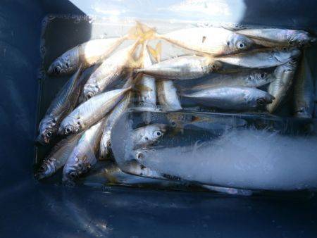 大阪南港海釣り公園 投稿