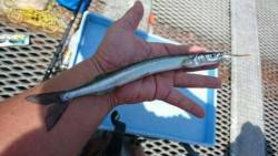 尼崎市立魚つり公園 午前中豆アジ好調、サヨリの姿も☆