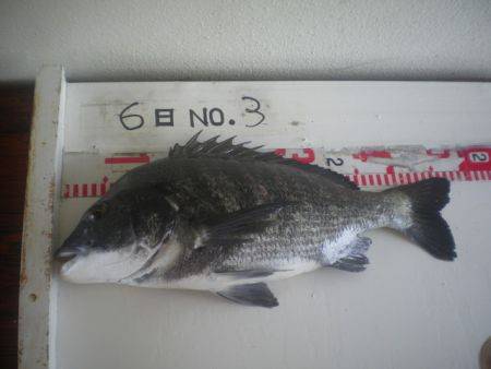 姫路市立遊魚センター　ガシラ、メバル、チヌ…