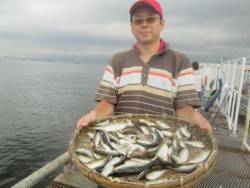 尼崎市立魚つり公園　アジ好調