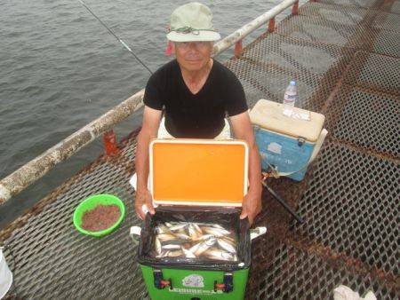 尼崎市立魚つり公園　アジ、サバ、サッパ