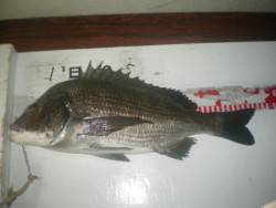 姫路市立遊魚センター　セイゴ、ベラ、チヌほか