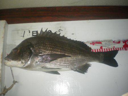 姫路市立遊魚センター　セイゴ、ベラ、チヌほ…