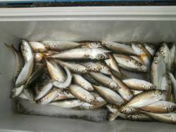 大阪南港海釣り公園　アジ、サバ、サッパ