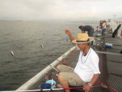 尼崎市立魚つり公園　アジ、サバ