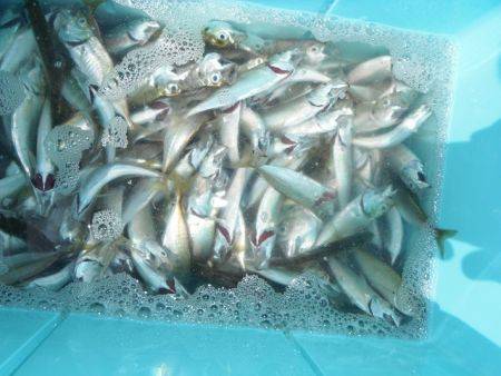 和歌山北港魚つり公園 投稿