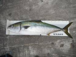 和歌山北港魚つり公園 投稿