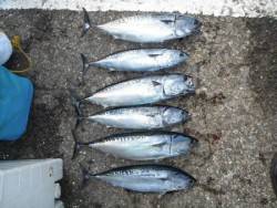 和歌山北港魚つり公園　ソウダガツオ