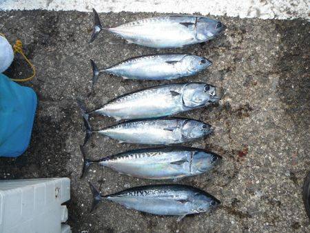 和歌山北港魚つり公園　ソウダガツオ