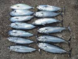 和歌山北港魚つり公園 ツバスとソウダガツオの釣果