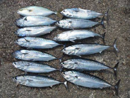 和歌山北港魚つり公園 ツバスとソウダガツオ…