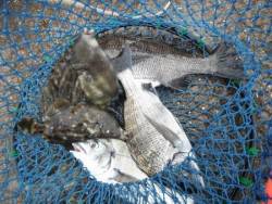 和歌山北港魚つり公園　チヌ、カワハギ