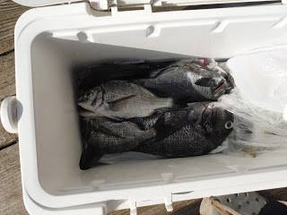 バラモン1号 釣果