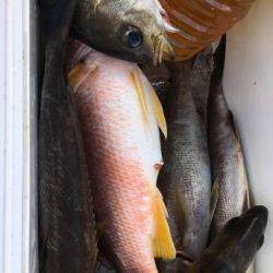 鵜来島家本渡船 釣果