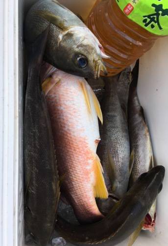 鵜来島家本渡船 釣果