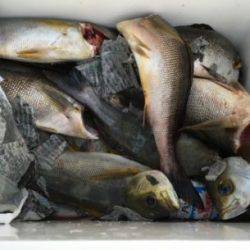 鵜来島家本渡船 釣果