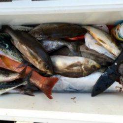 鵜来島家本渡船 釣果