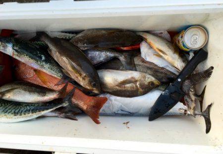 鵜来島家本渡船 釣果