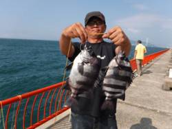 神戸市立平磯海づり公園 　イシダイ　記録賞！	31.5～34㎝