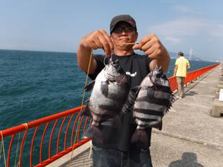 神戸市立平磯海づり公園 　イシダイ　記録賞…