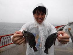 雨の平磯海づり公園　メバル釣果