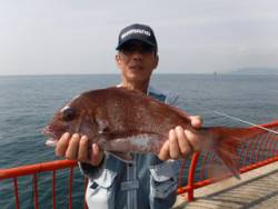 大物マダイ★平磯海づり公園