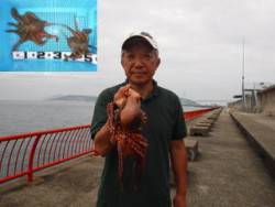 神戸市立平磯海づり公園　テンヤでタコ