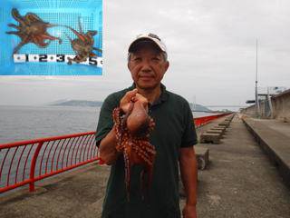 神戸市立平磯海づり公園　テンヤでタコ