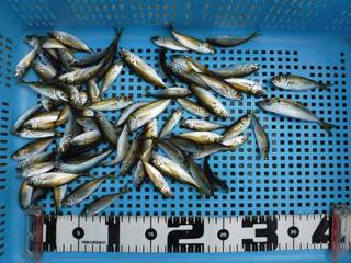 神戸市立平磯海づり公園　ウキ釣りでアジ