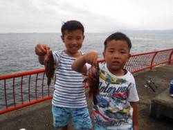 神戸市立平磯海づり公園　アコウ、ガシラ、ベラ