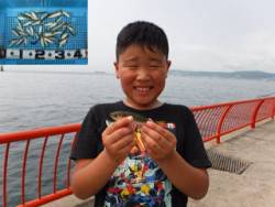 神戸市立平磯海づり公園　サビキでアジ