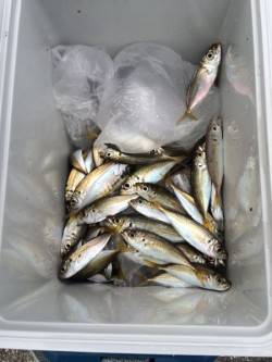 和歌山マリーナシティ海釣り公園　アジ200尾