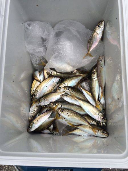 和歌山マリーナシティ海釣り公園　アジ200…