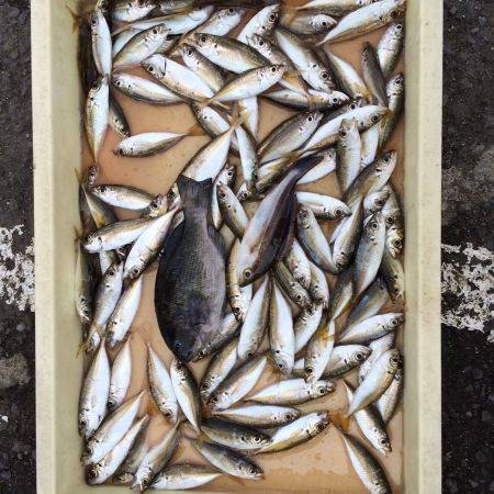 和歌山マリーナシティ海釣り公園　サビキでア…