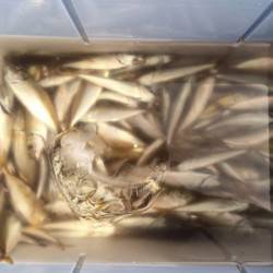 和歌山マリーナシティ海釣り公園　アジ100尾