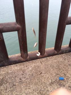 和歌山マリーナシティ海釣り公園　アジ200尾