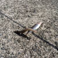 和歌山マリーナシティ海釣り公園　ちょい投げ…