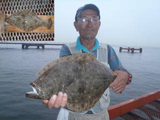神戸市立須磨海づり公園　ヒラメ　記録賞！